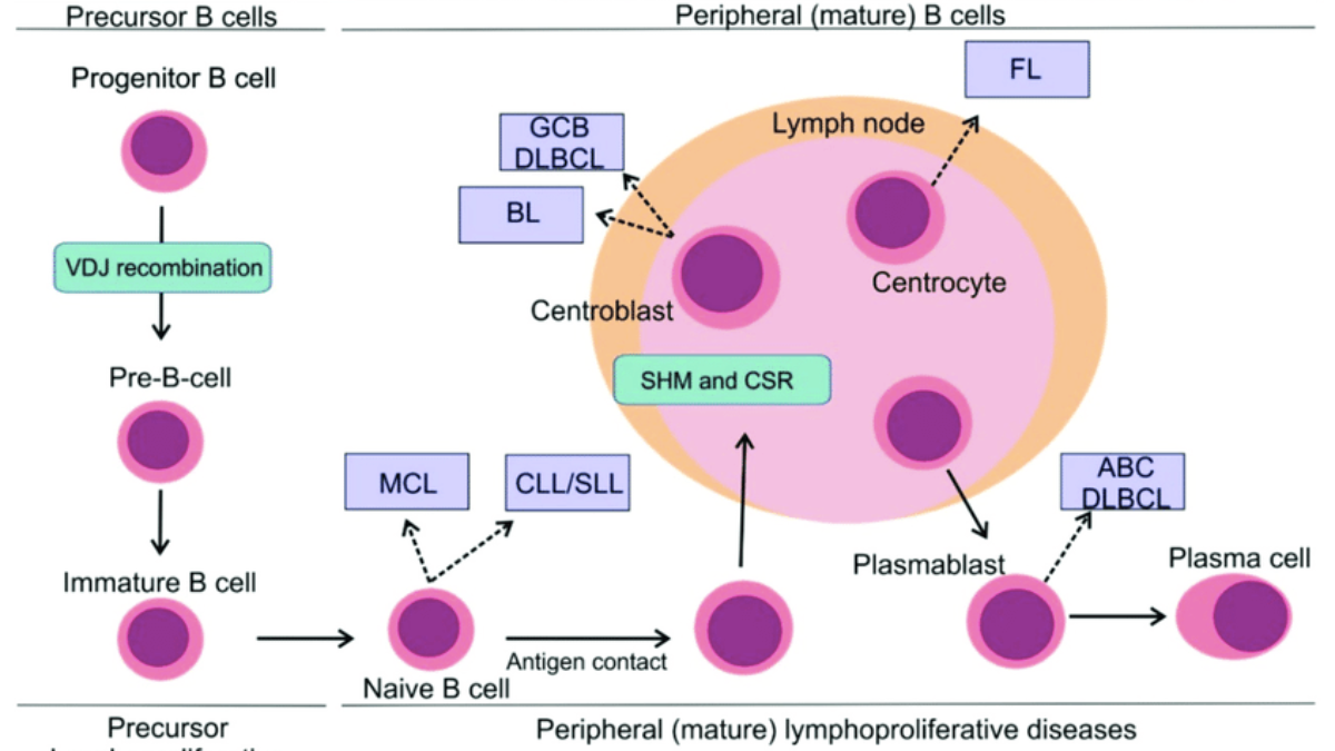 non hodgkins lymphoma cells